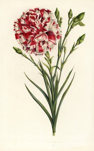 Œillet hybride, Louis Napoléon, Dianthus caryophyllus. Lithographie en couleur de Louis van Houtte et Charles Lemaire, Flore des Serres et des Jardins de l