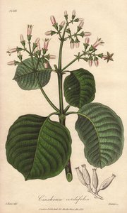 Écorce de Cartagena, Cinchona cordifolia
