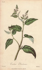 Cascarilla (Croton eleuteria) - Illustration de “Botanique médicale, description des plantes médicinales de Londres, Édimbourg et Dublin” par John Stephenson et James Morss Churchill - Unbekannter Künstler
