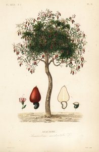 Anacardier, Anacardium occidentale
