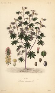 Ricin, Ricinus communis