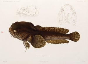 Poisson-chat, Algérie