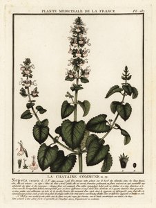Cataire, Nepeta cataria
