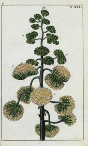 Agave américain, Agave americana - Unbekannter Künstler