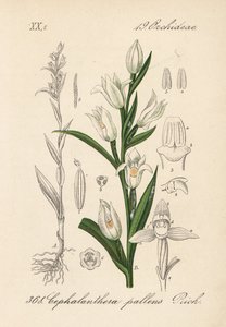Cephalanthere à longues feuilles - Helléborine à feuilles d