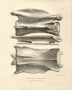Vertèbre cervicale de Macrauchenia, un animal préhistorique trouvé par Charles Darwin lors de son voyage d