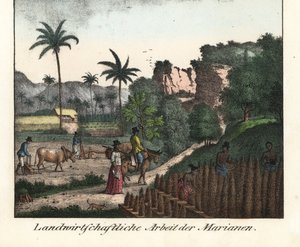 Agriculteurs Chamarro labourant un champ et taillant des rangées de plantations dans l