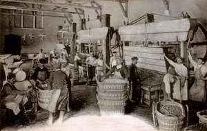 Champagne : pressurage des raisins à la maison de récolte Saint-Hélène, maison Moet & Chandon Epernay, début du XXe siècle