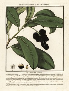 Laurier-cerise, Prunus laurocerasus - Unbekannter Künstler