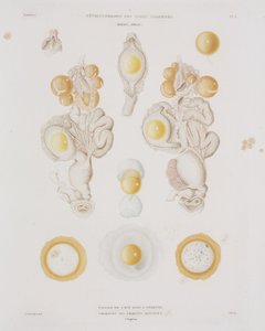 Œuf de poule dans l