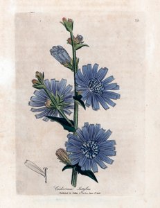 Chicorée amère (Cichorium intybus) de « Medical Botany » de James Sowerby par William Woodville et Sir William Jackson Hooker 1832