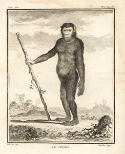 Chimpanzé, Pan troglodytes. Le Jocko. En danger. Gravure sur cuivre par Chevillet d