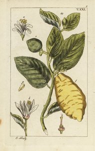 Citron montrant fruit, feuilles et fleurs, Citrus medica