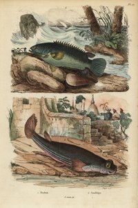 Perche grimpeuse, Anabas testudineus, et poisson à quatre yeux, Anableps anableps - Unbekannt