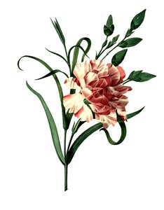 Œillet (Dianthus caryophyllus) ou œillet noble, œillet de jardin