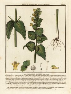 Crête de coq, Rhinanthus crista-galli