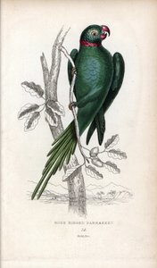 Perruche à collier, Psittacula krameri. Psittacus torquatus. Lithographie de Joseph Kidd, d