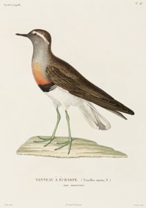 Pluvier à collier, Îles Falkland