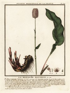 Bistorte commune, Persicaria bistorta