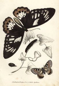 Oiseau-papillon vert commun, Ornithoptera priamus, papillon, chenille et chrysalide, et faux apollon, Archon apollinus (Doritis apollinus). Lithographie en couleur de la Galerie d