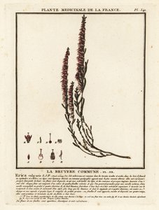 Bruyère commune, Calluna vulgaris