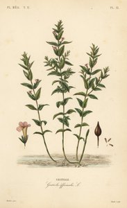 Gratiole, Gratiola officinalis
