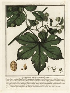 Houblon commun, Humulus lupulus