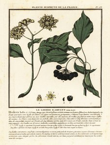 Lierre commun, Hedera helix