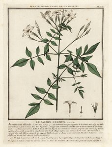 Jasmin commun, Jasminum officinale