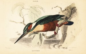 Martin-pêcheur commun, Alcedo atthis. 1889 (gravure)
