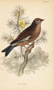 Linotte mélodieuse, Linaria cannabina, perchée sur une branche. 1889 (gravure)