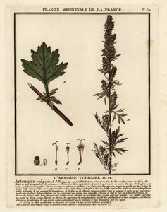 Armoise commune, Artemisia vulgaris