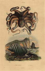 Poulpe commun, Octopus vulgaris, et escargot de mer, Dicathais orbita - Unbekannt
