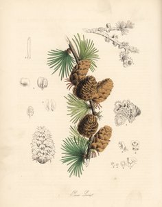 Mélèze commun ou européen - Mélèze blanc, Larix decidua (Larix europaea), feuille, branche et cône - Unbekannter Künstler