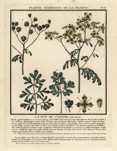 Rue officinale, Ruta graveolens - Unbekannter Künstler