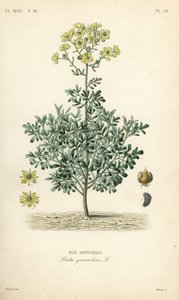 Rue officinale