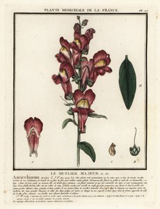 Muflier commun, Antirrhinum majus