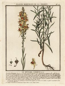 Linaire commune, Linaria vulgaris - Unbekannter Künstler