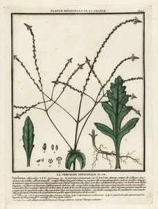 Verveine officinale, Verbena officinalis