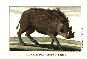 Phacochère commun, Phacochoerus africanus. De François Le Vaillant