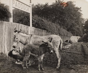 Composite de deux ânes, vers 1909 - Unbekannt