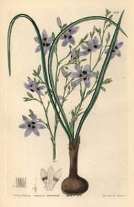 Conanthere - Conanthera trimaculata - Unbekannter Künstler