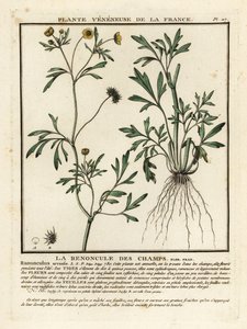 Renoncule des champs, Ranunculus arvensis