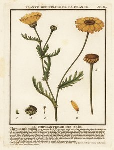 Chrysanthème des moissons, Glebionis segetum