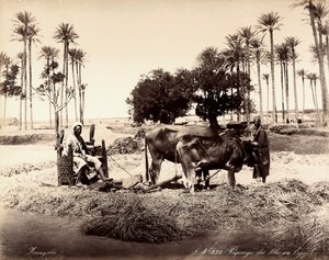 Moisson de maïs en Égypte - Unbekannter Künstler