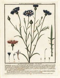 Bleuet, Cyanus segetum - Unbekannter Künstler