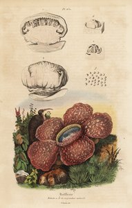 Rafflesia arnoldii - Unbekannt