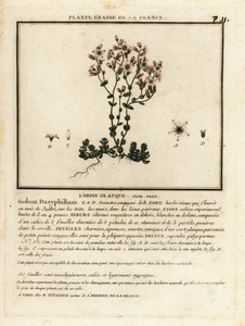 Orpin de Corse, Sedum dasyphyllum
