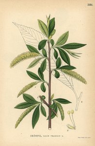 Saule fragile, Salix fragilis