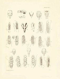 Cranes et dents de divers rongeurs décrits par Charles Darwin lors de son voyage d